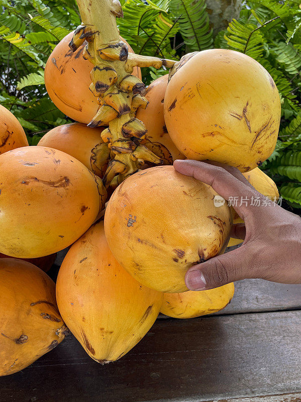 一群国王椰子(Cocos nucifera)的特写图像，木架子上的橙子壳自由热带水果的茎，棕榈叶背景，重点在前景